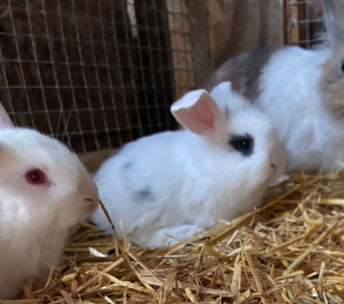 Baby rabbits - Image 1