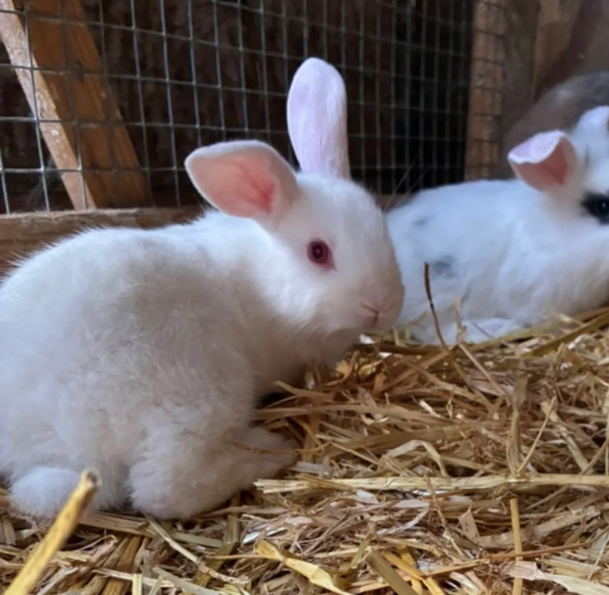 Baby rabbits - Image 2