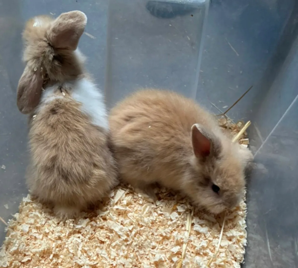 Baby rabbits - Image 3