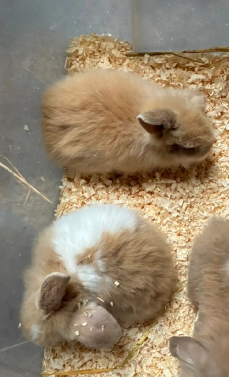 Baby rabbits - Image 4