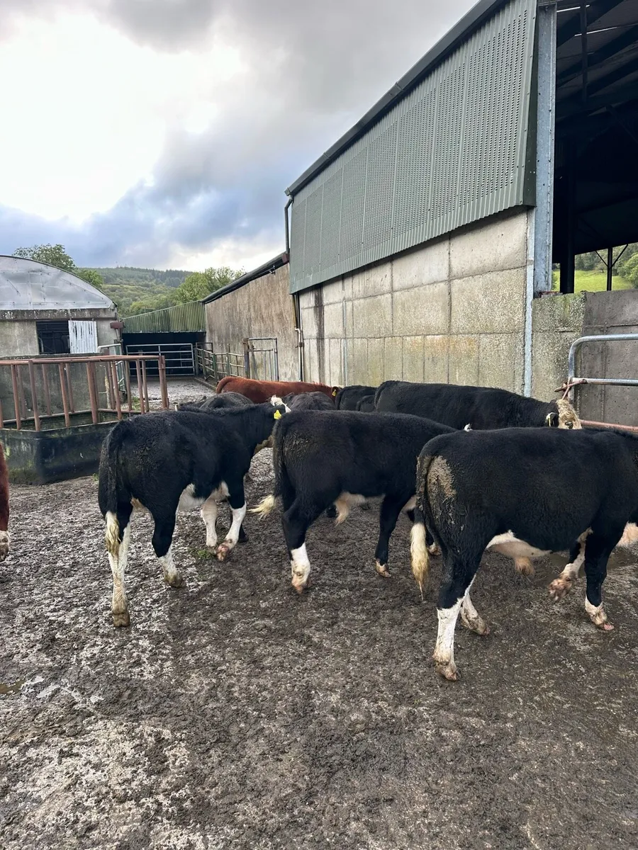 18 Suckler Bred Weanlings - Image 3
