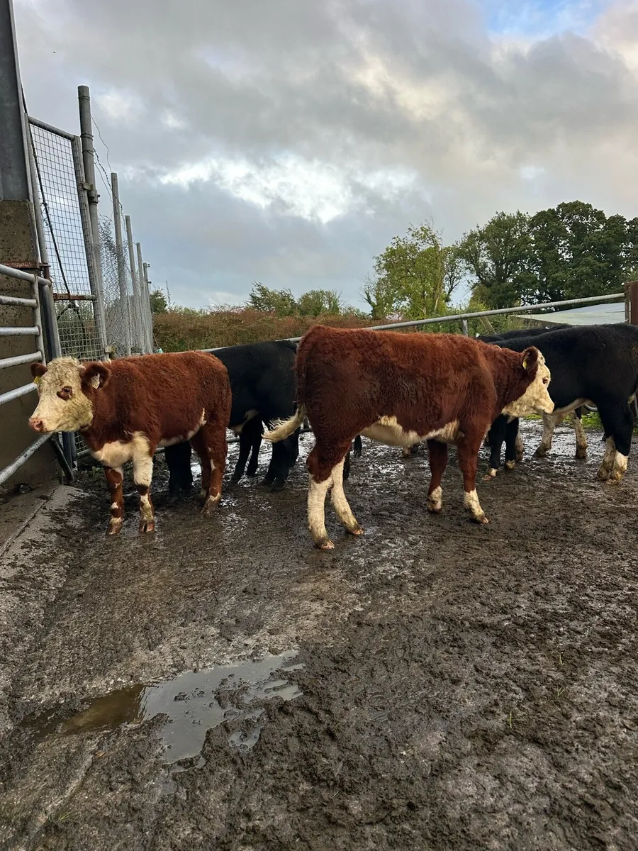 18 Suckler Bred Weanlings - Image 2