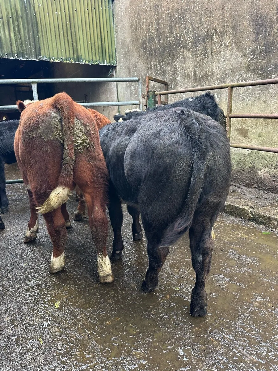18 Suckler Bred Weanlings - Image 4