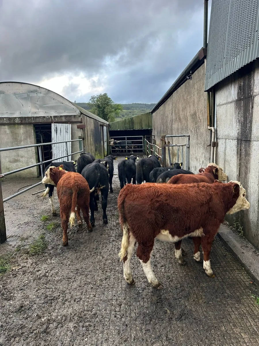 18 Suckler Bred Weanlings - Image 1