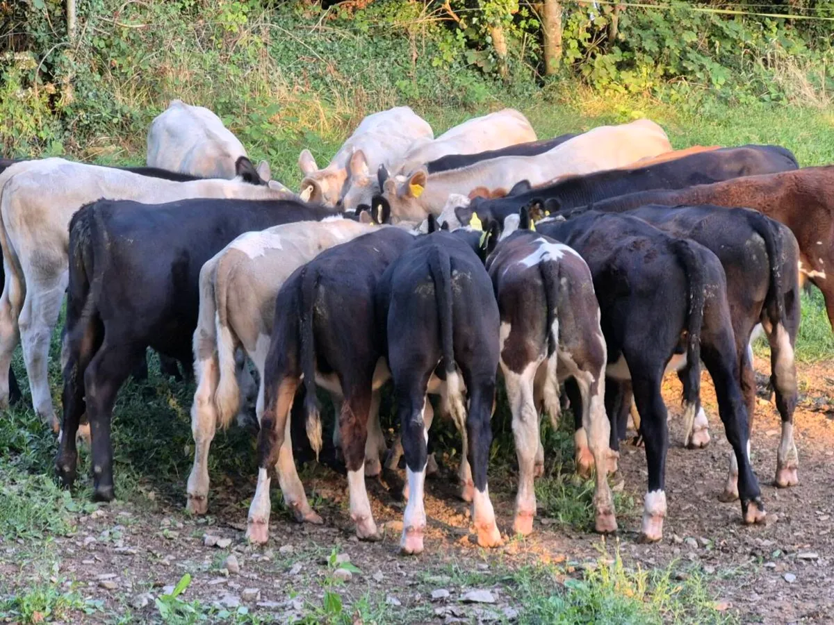 Weanling bulls - Image 4