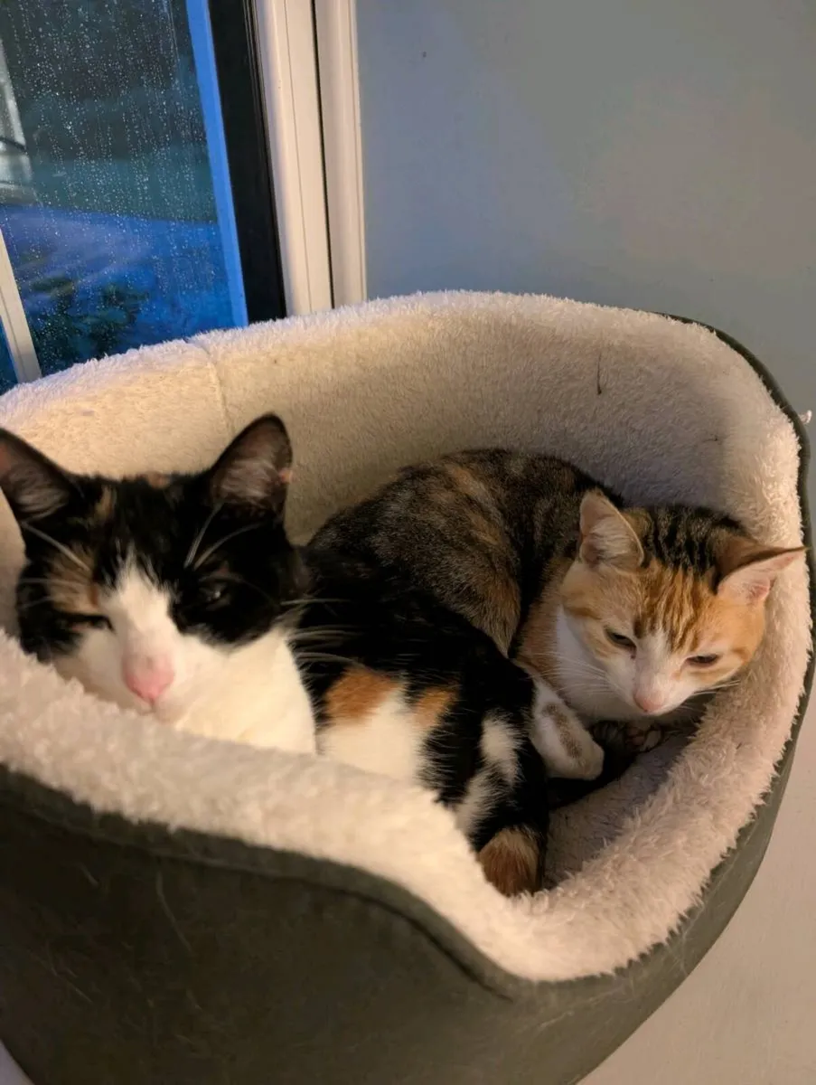 2 female pet cats - Image 1