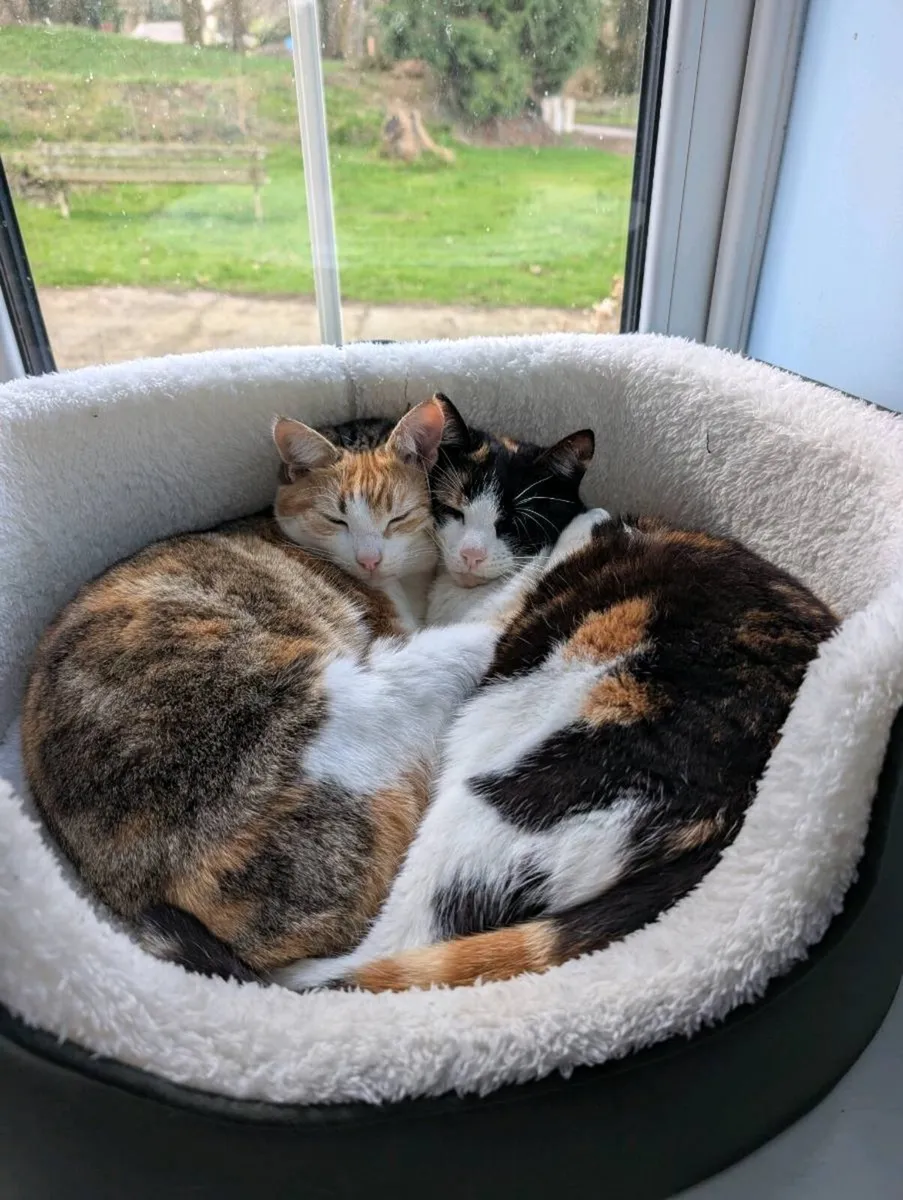 2 female pet cats - Image 2