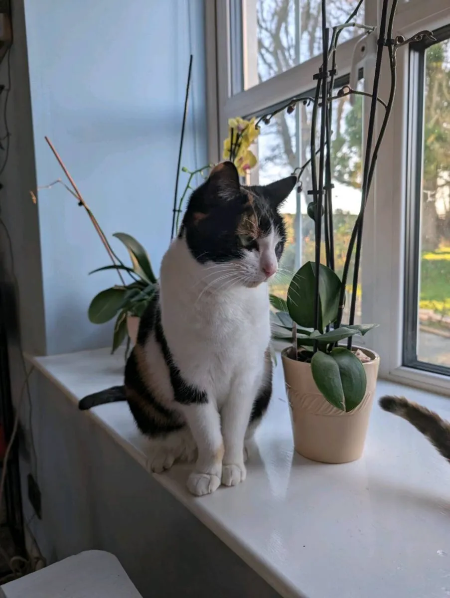 2 female pet cats - Image 3