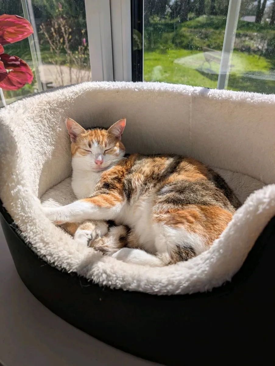 2 female pet cats - Image 4