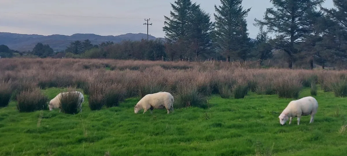 Hoggett ewes - Image 1