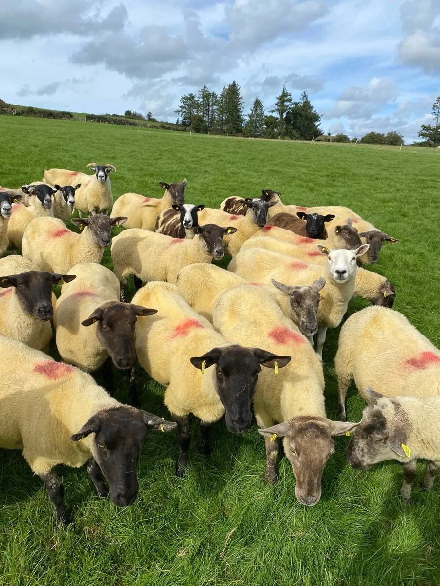 Flock clearance sale - Image 1