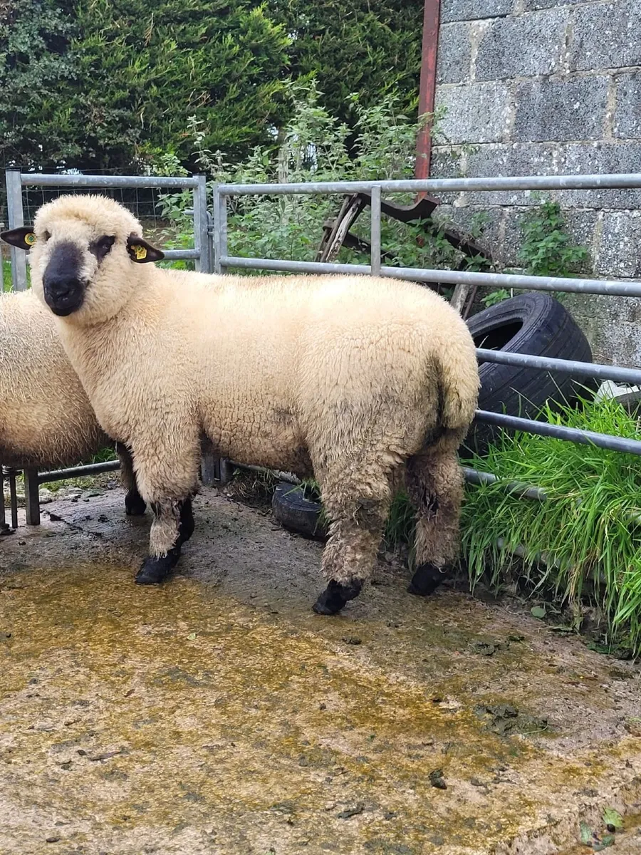 Sheep - Image 1