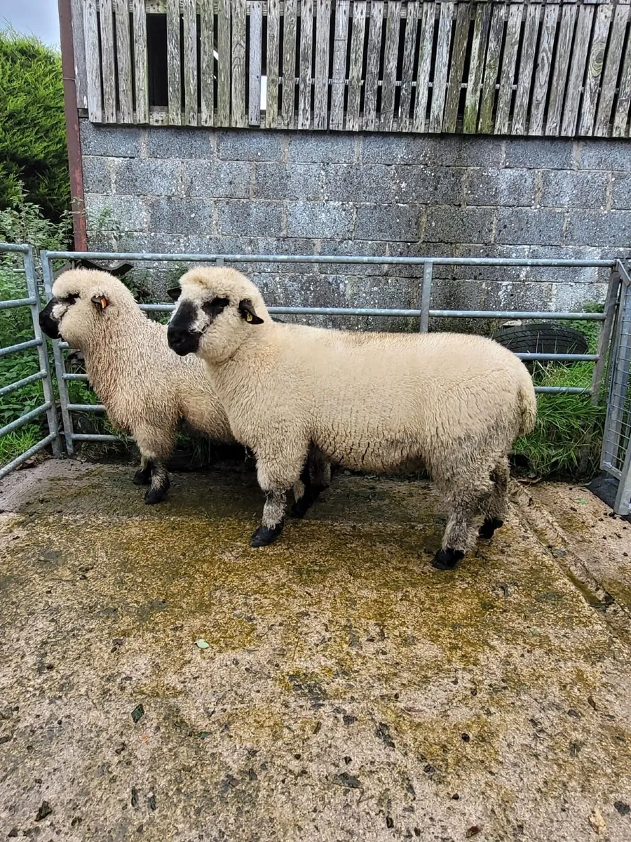 Sheep - Image 2