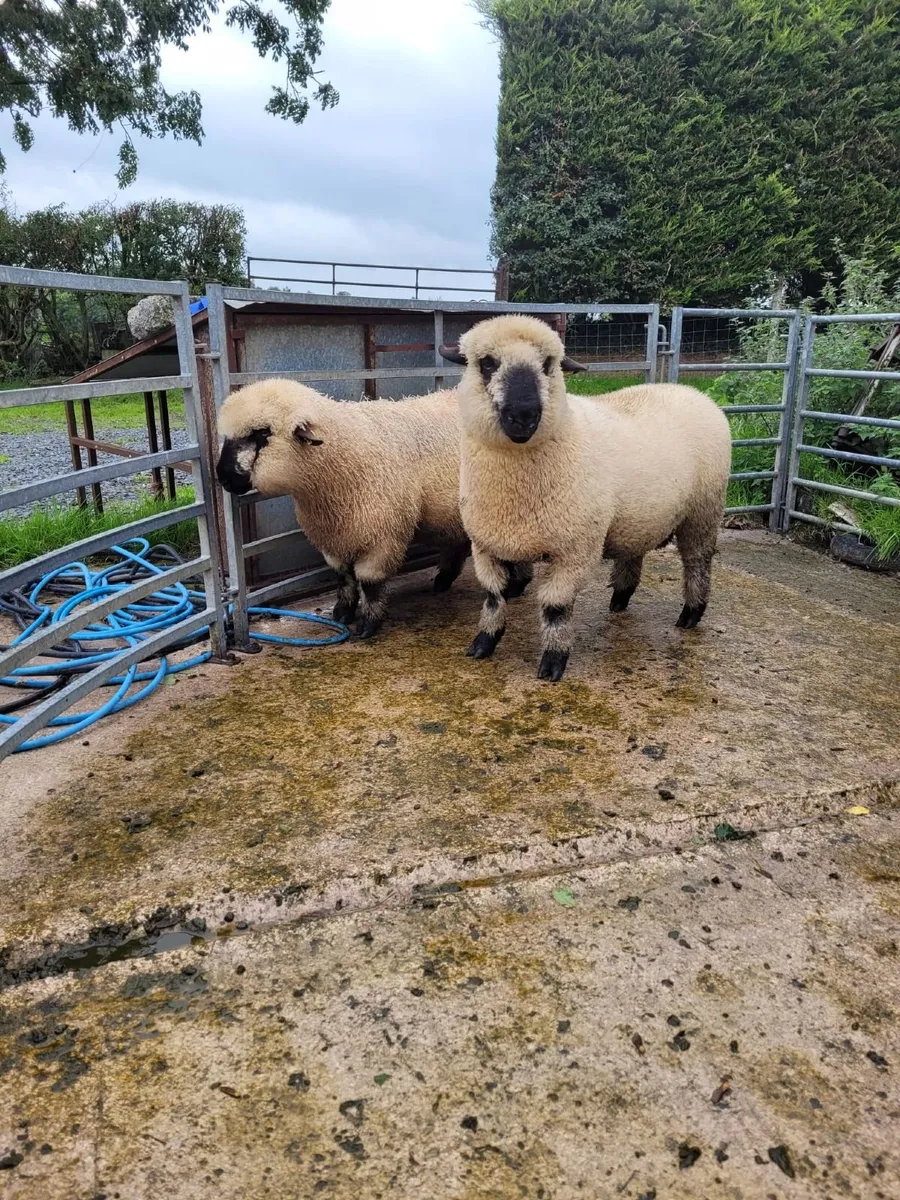 Sheep - Image 3