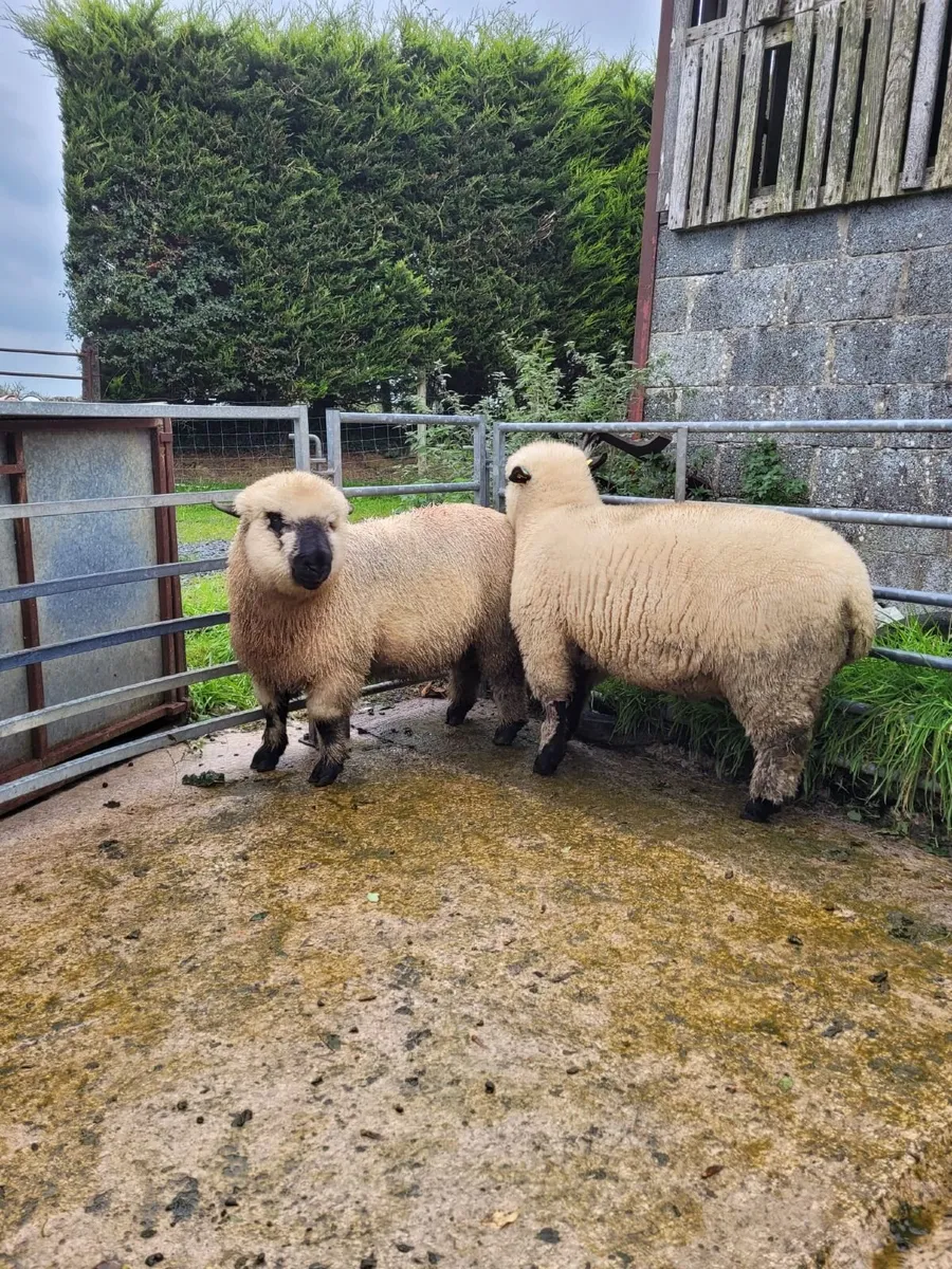 Sheep - Image 4