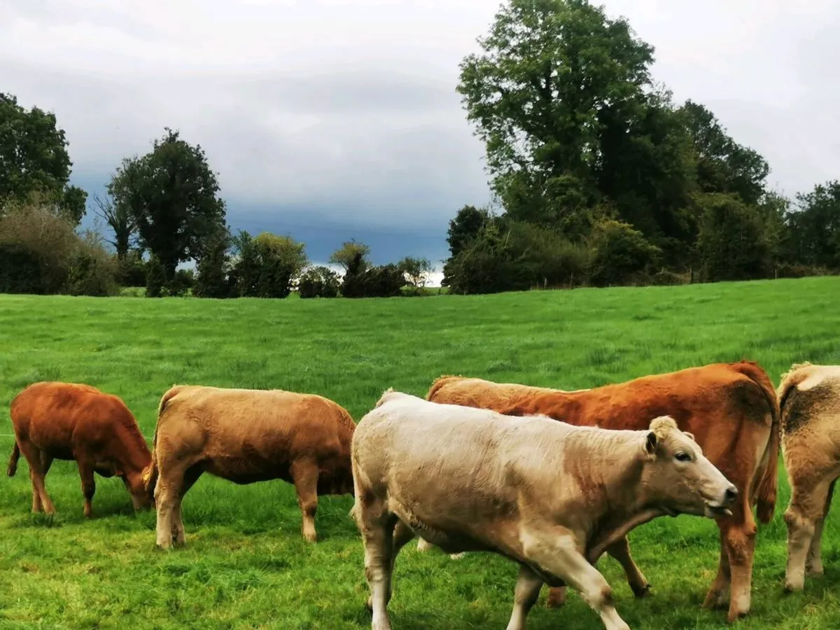 6 lovely heifers - Image 1