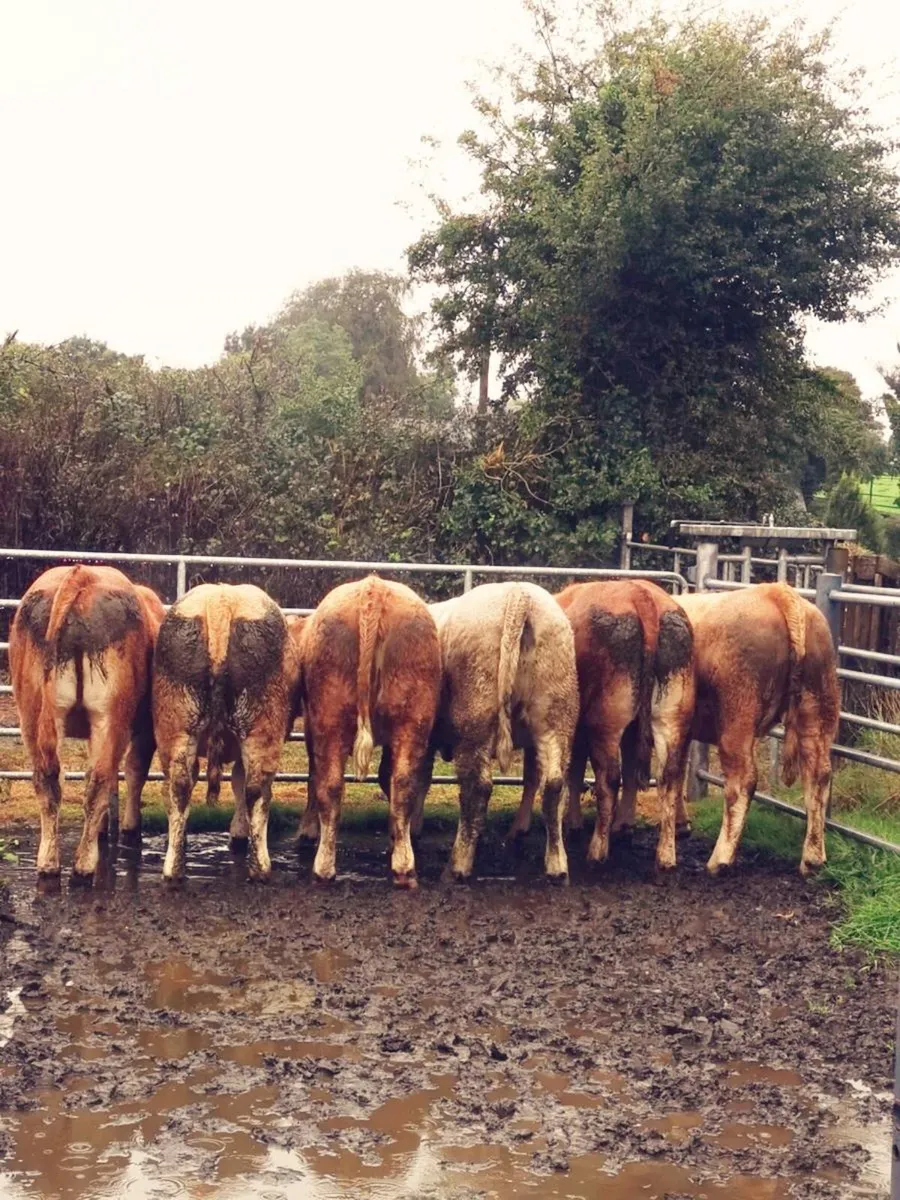 6 lovely heifers - Image 2