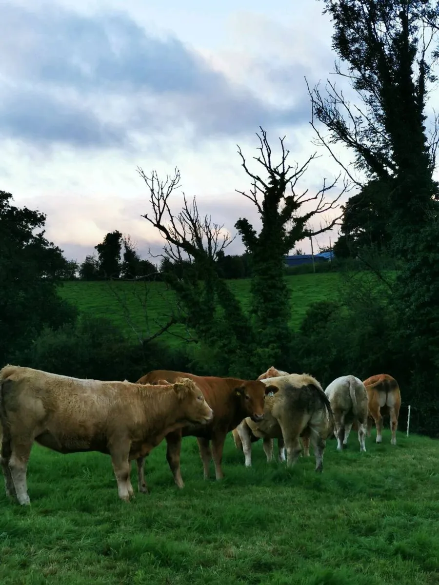 6 lovely heifers - Image 3