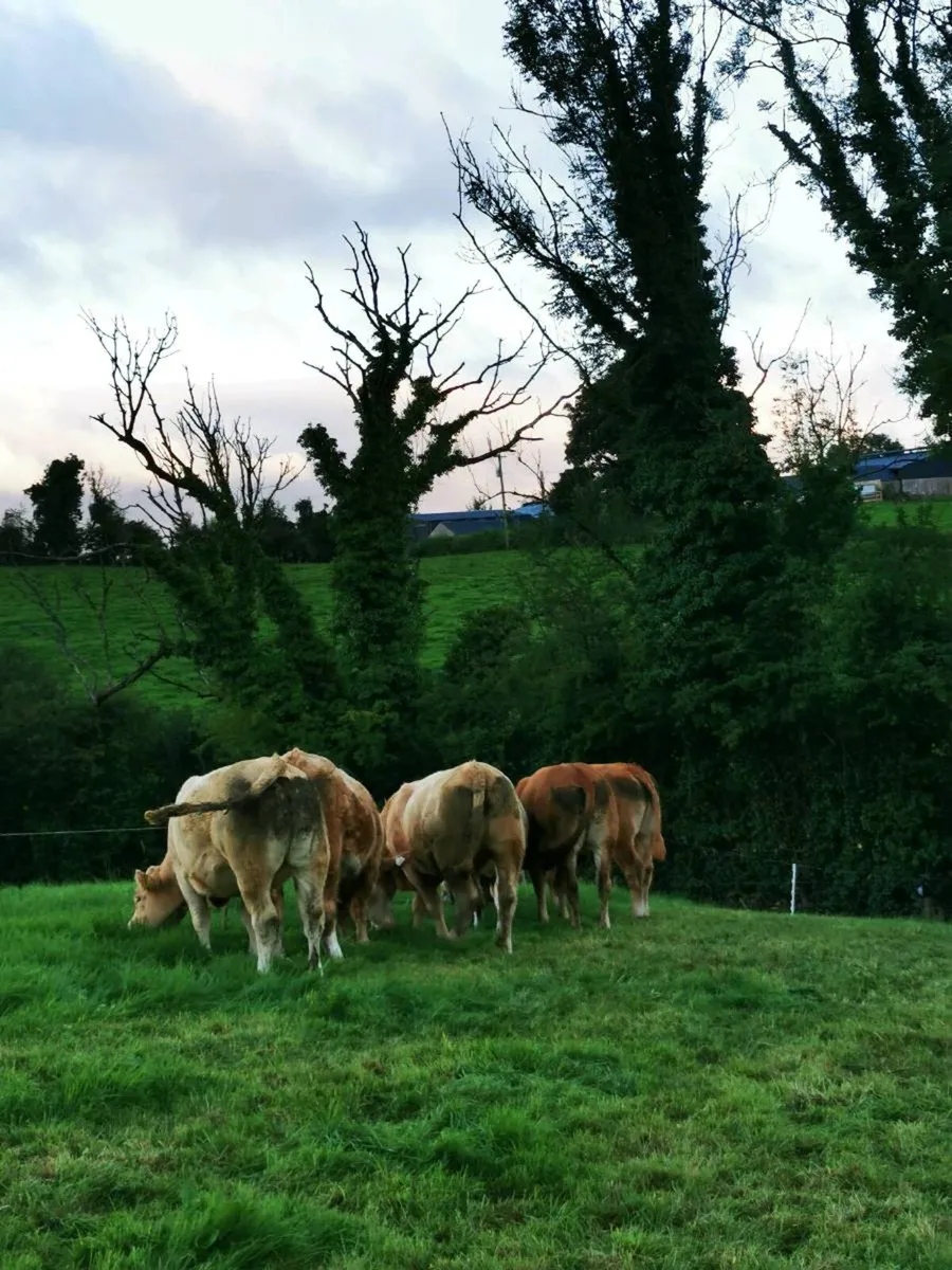 6 lovely heifers - Image 4