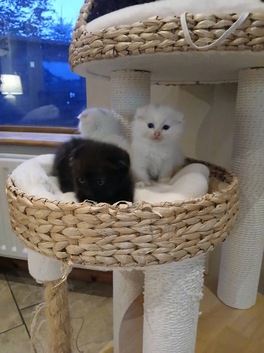 Scottish fold kittens - Image 2