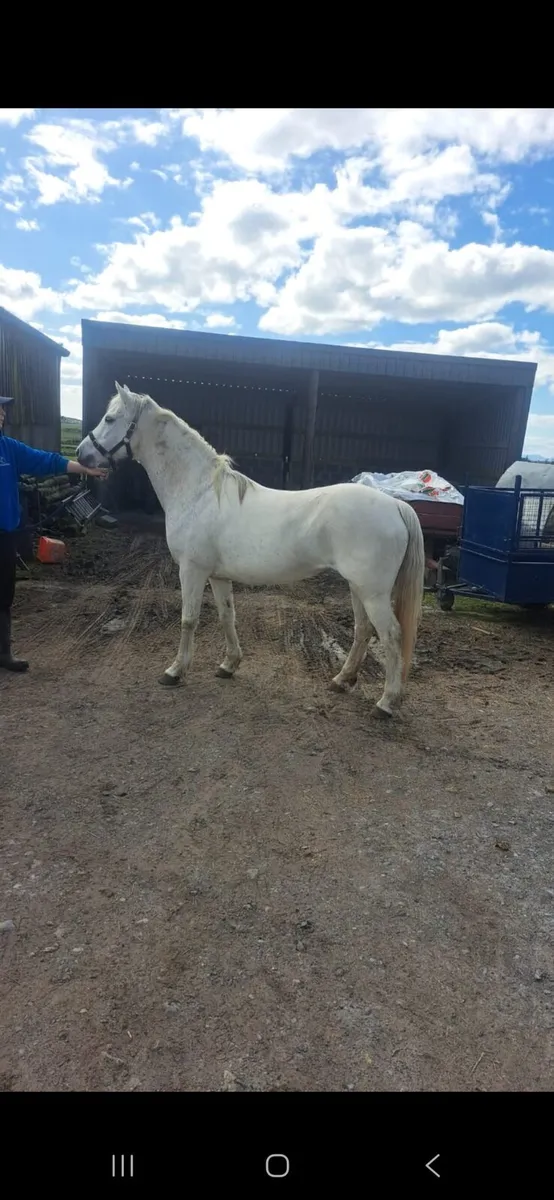Pony - Image 3