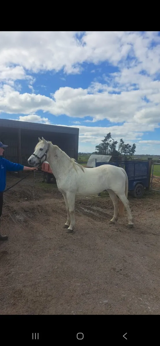 Pony - Image 1