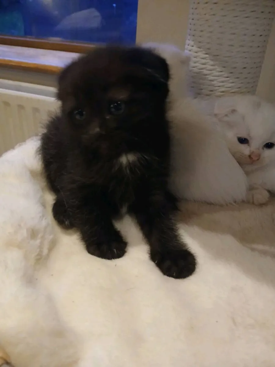 Scottish fold kittens - Image 3