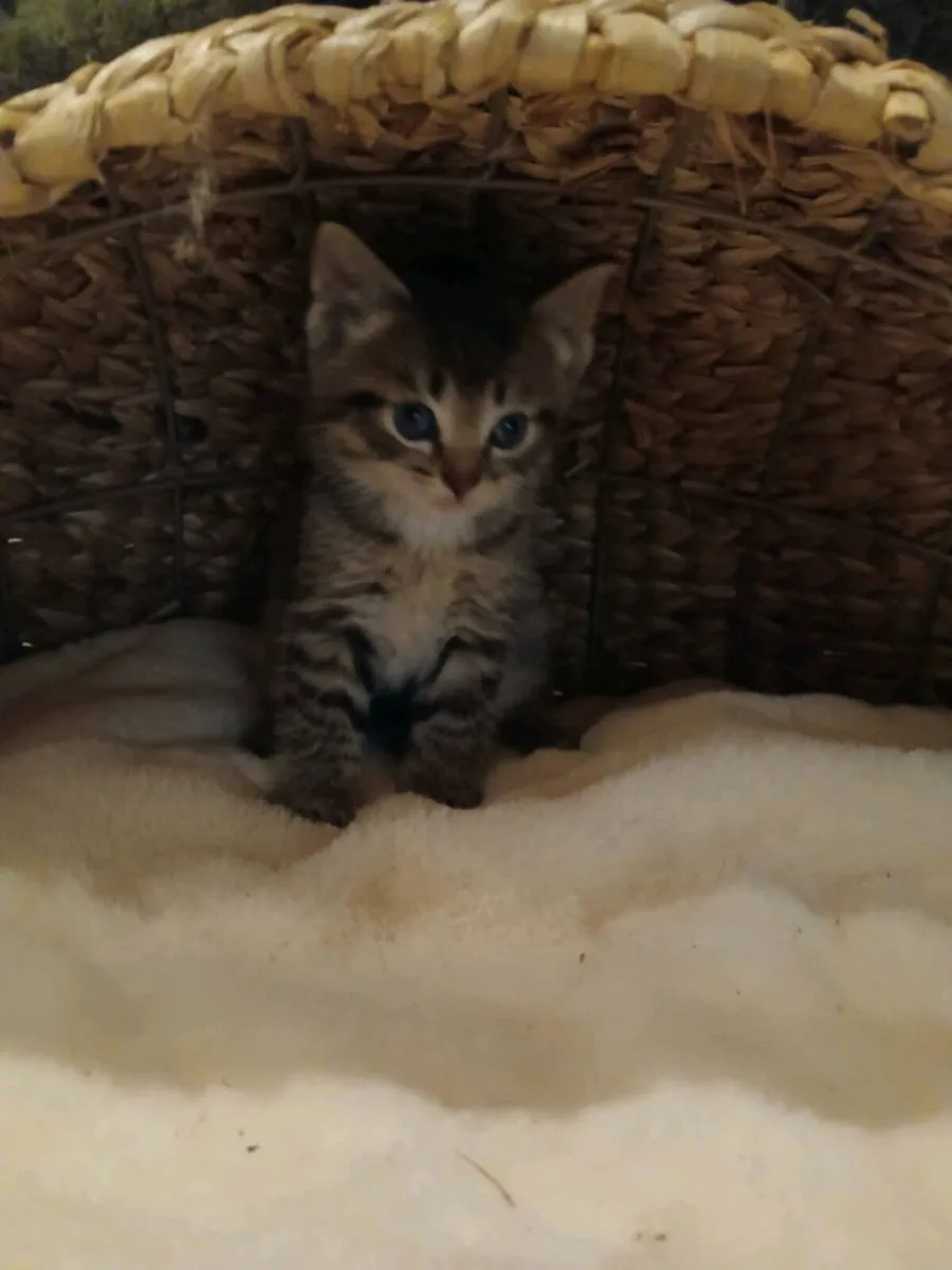 Scottish fold kittens - Image 4