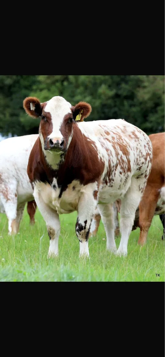 Maiden heifers - Image 1