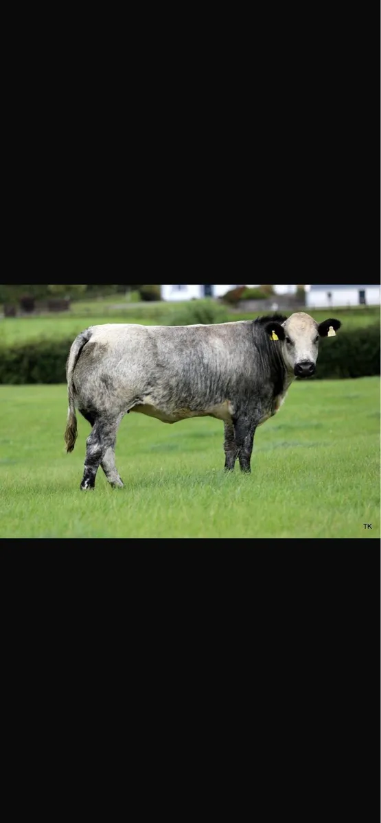Maiden heifers - Image 2