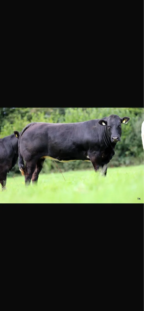 Maiden heifers - Image 3