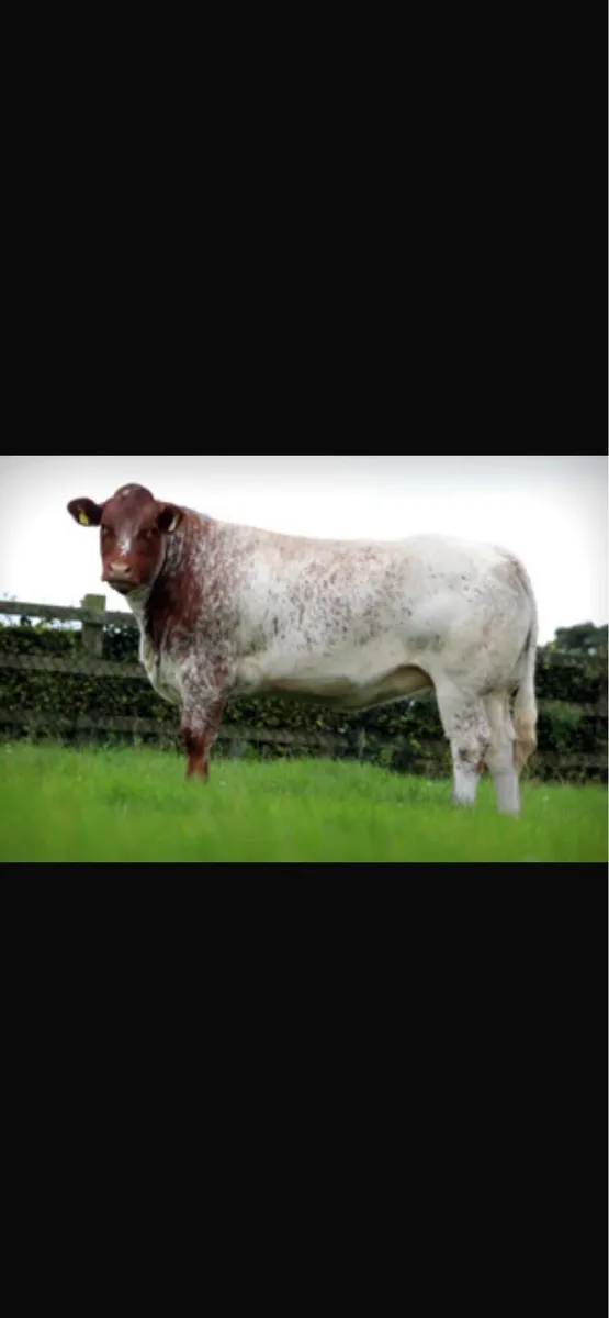 Maiden heifers - Image 4