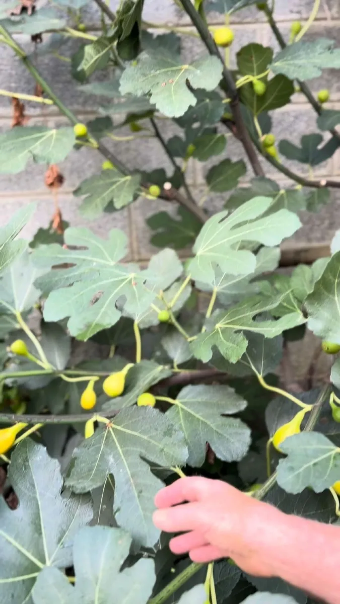 Fig Trees - Image 1