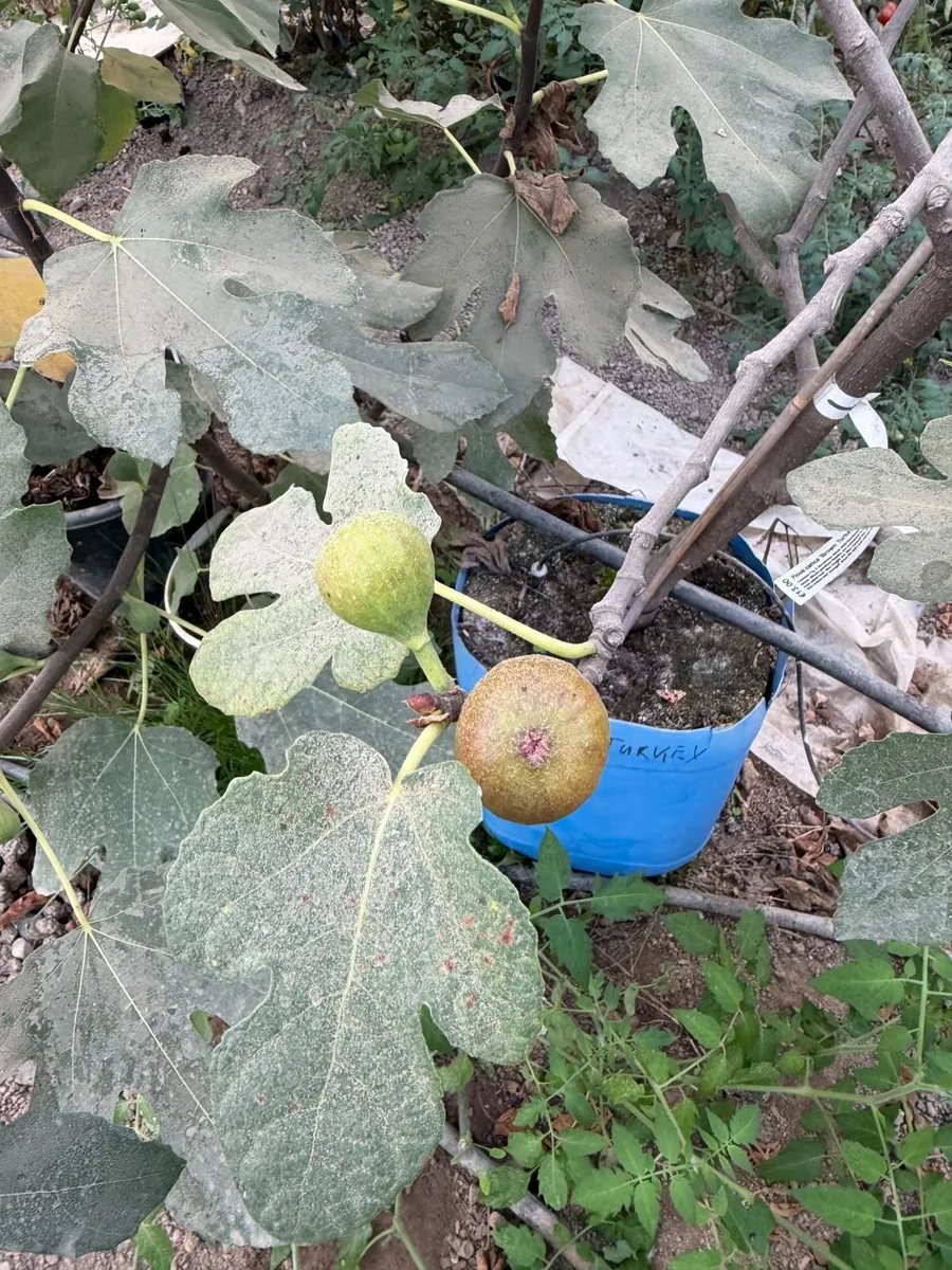 Fig Trees - Image 3