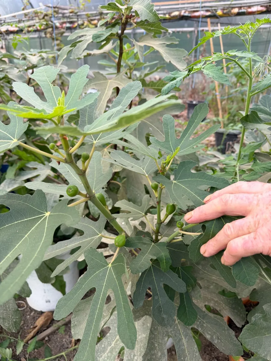Fig Trees - Image 4