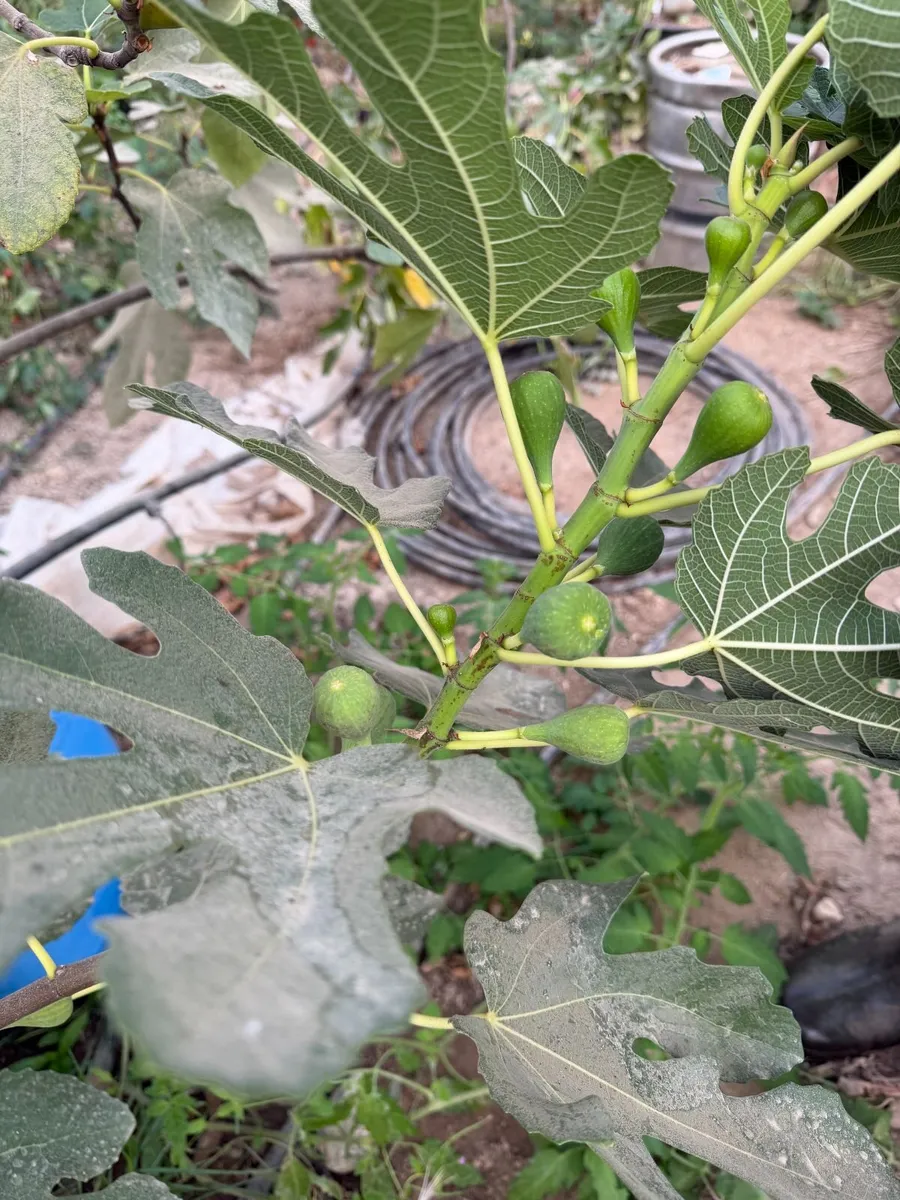 Fig Trees - Image 2