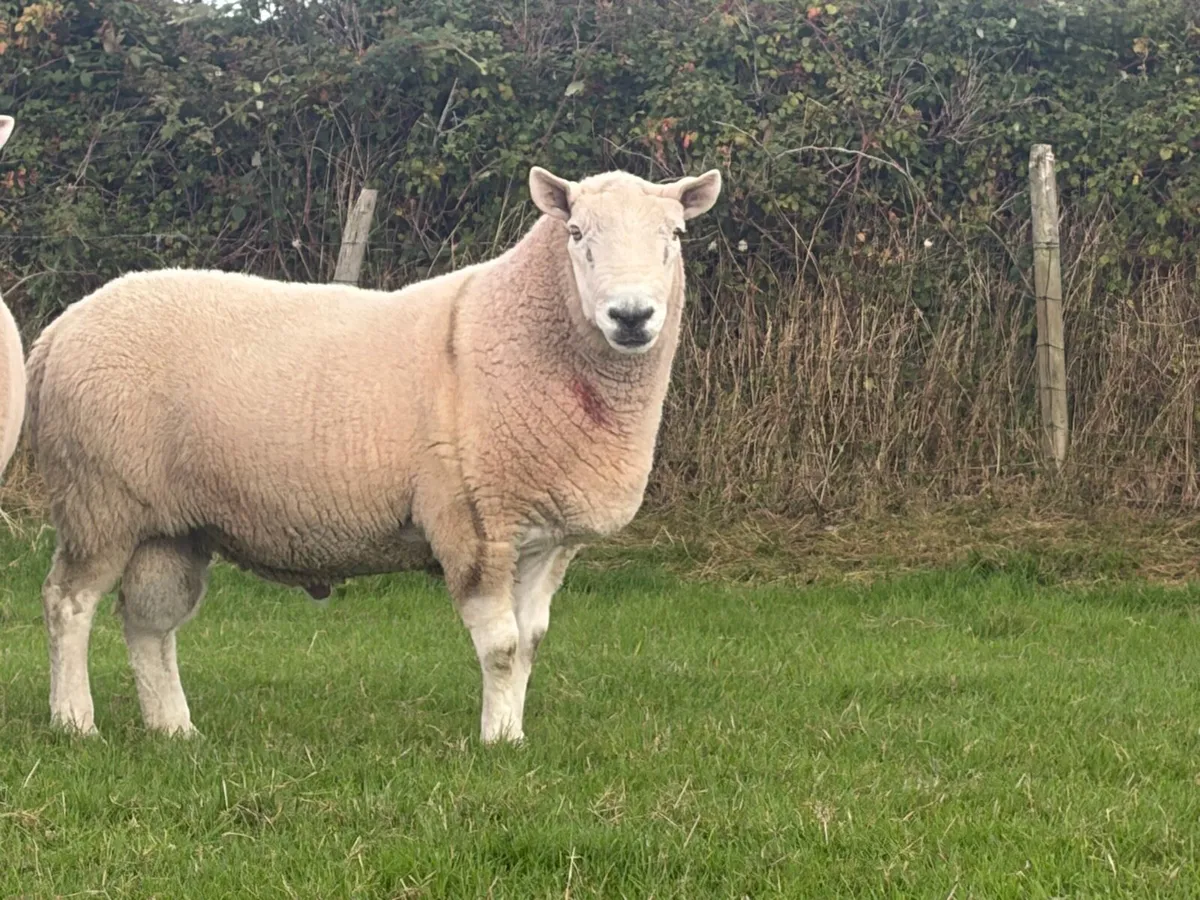 North country Cheviot ram - Image 2