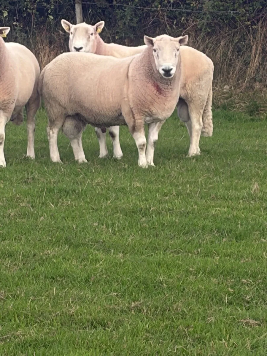North country Cheviot ram - Image 3