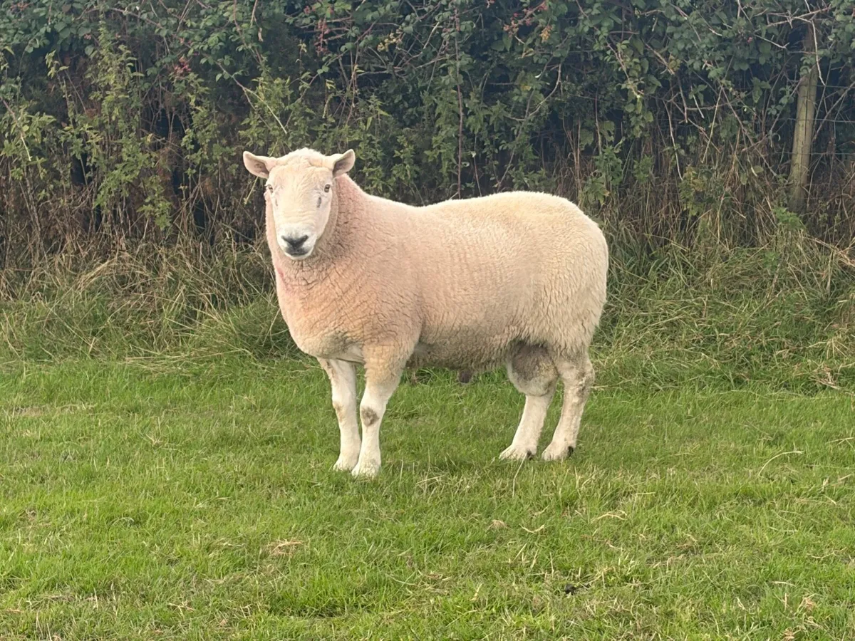 North country Cheviot ram - Image 4