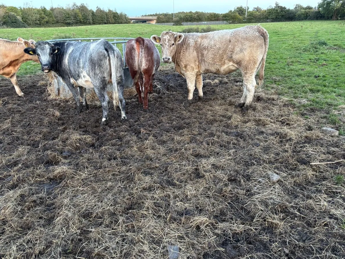 Breeding heifers - Image 2