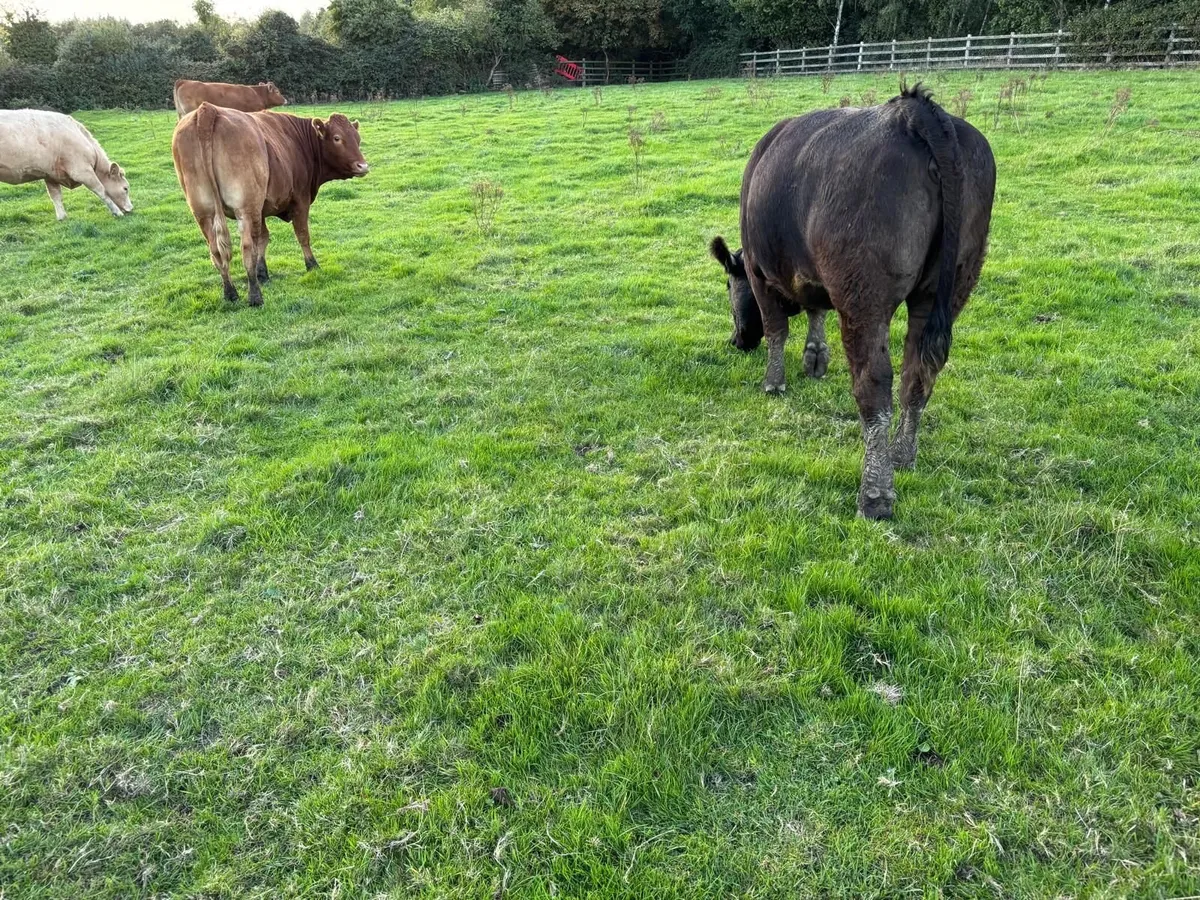 Breeding heifers - Image 4