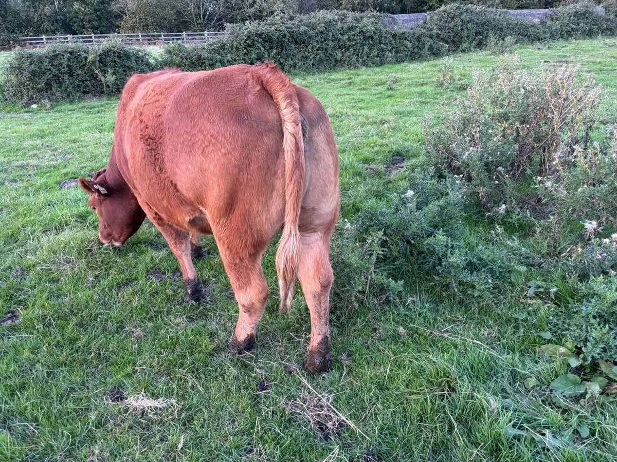 Breeding heifers - Image 3