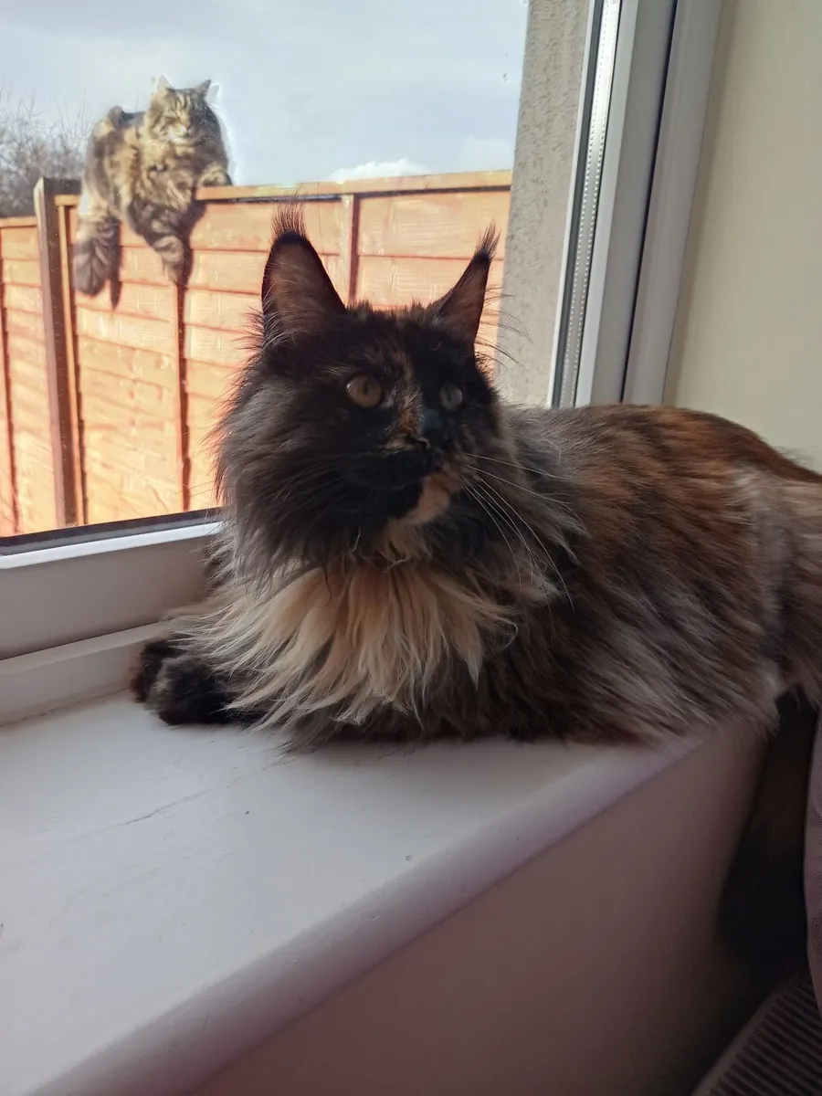 Maine Coon Cat - Image 1
