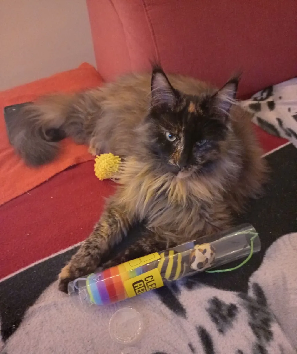Maine Coon Cat - Image 2