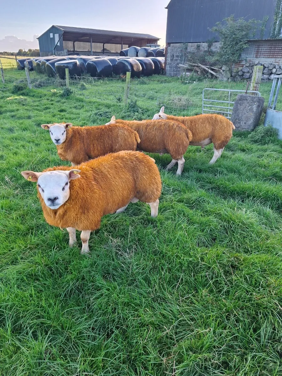 Sheep - Image 2