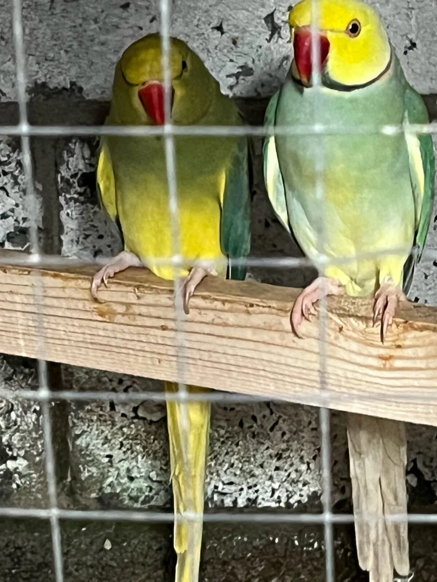 Adult and young ringnecks,budgie mutation - Image 1
