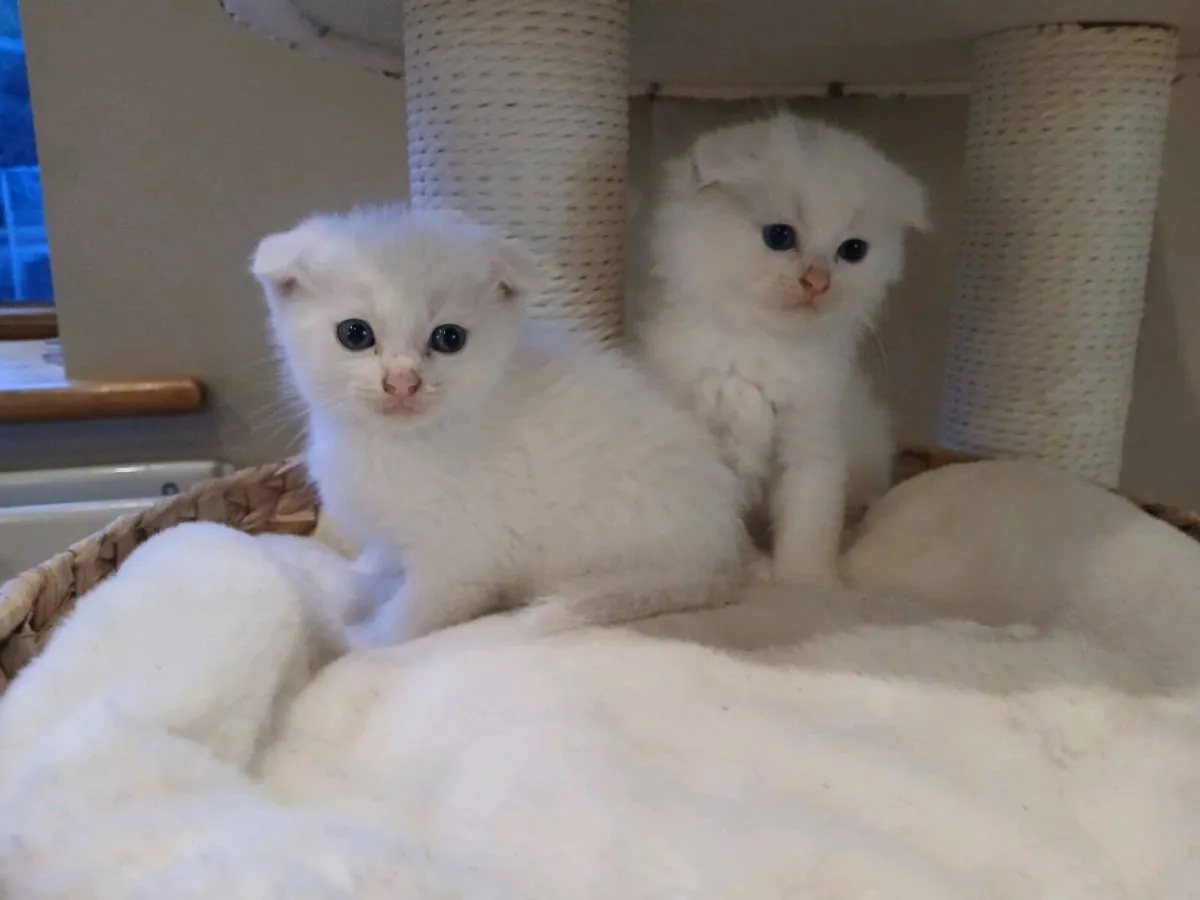 Kittens - Image 2