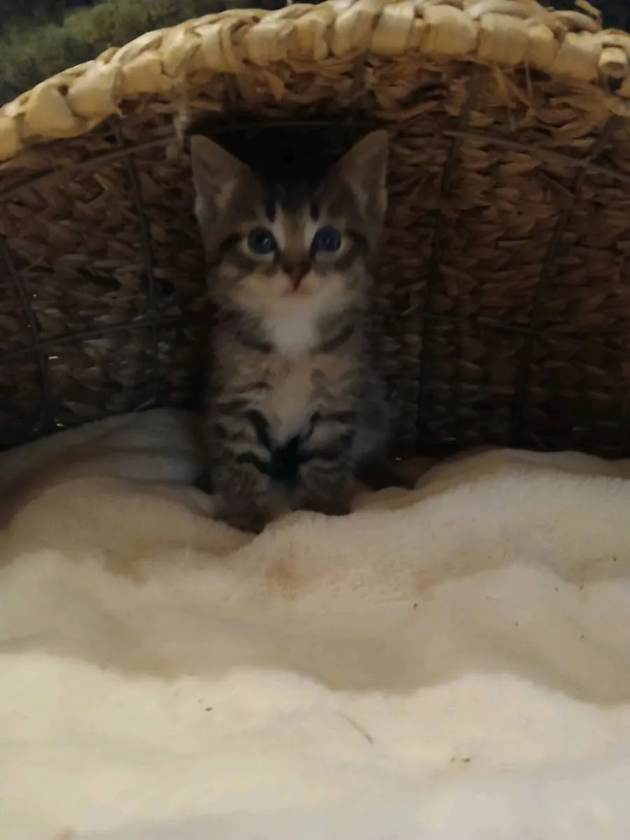 Kittens - Image 3
