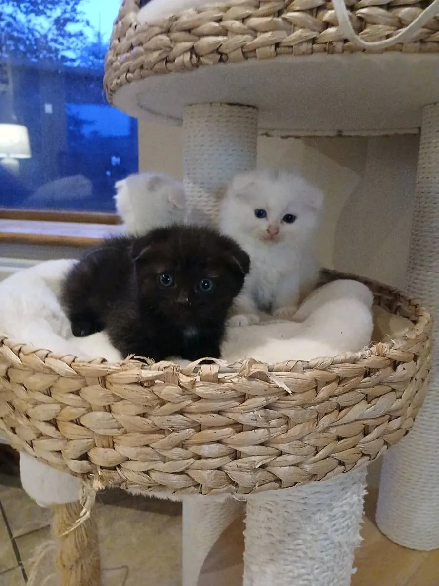 Kittens - Image 4