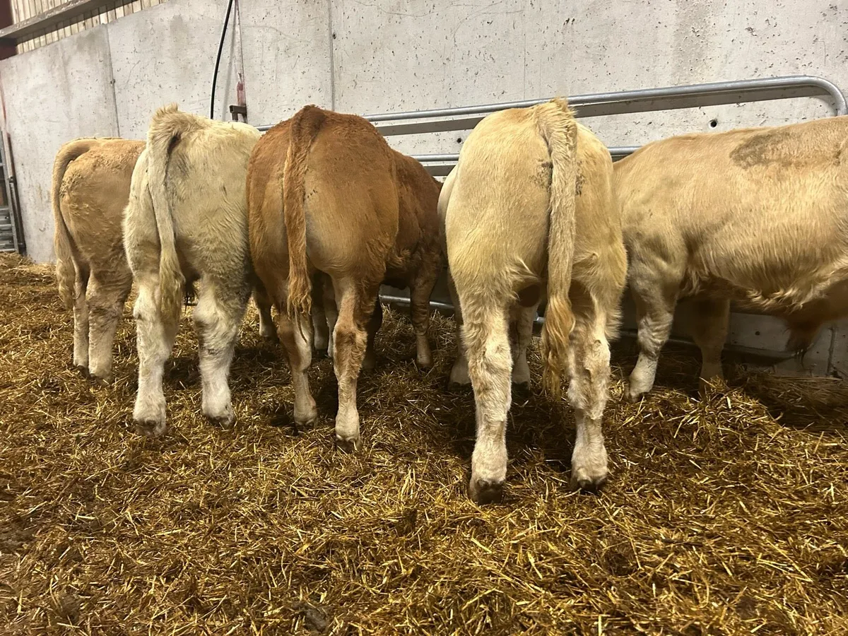 Weanling Bullocks - Image 2